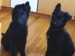 black-german-shepherd-puppies_5479300