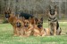 german-shepherd-dogs