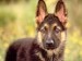 wallpapers_dog-picture-wallpaper-1024-010